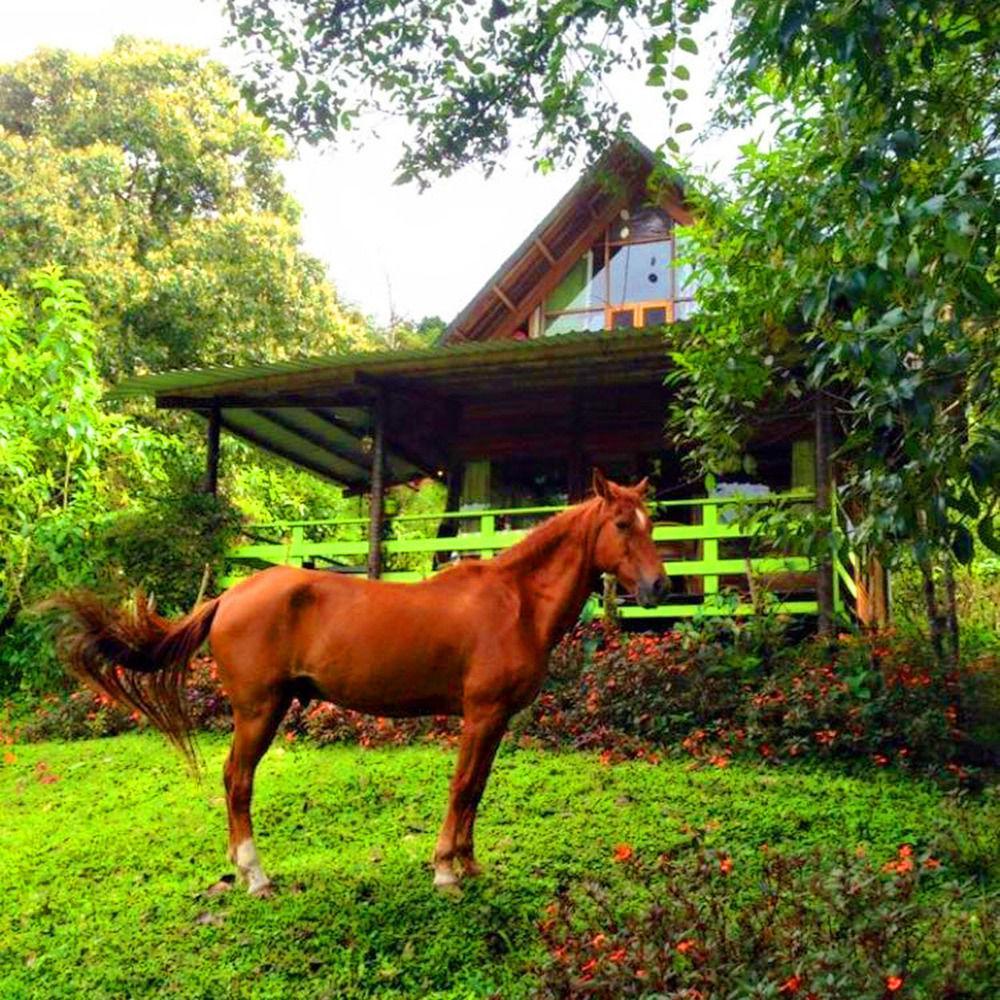 Mindo Eco Chalet Con Rio Y Cascada 외부 사진
